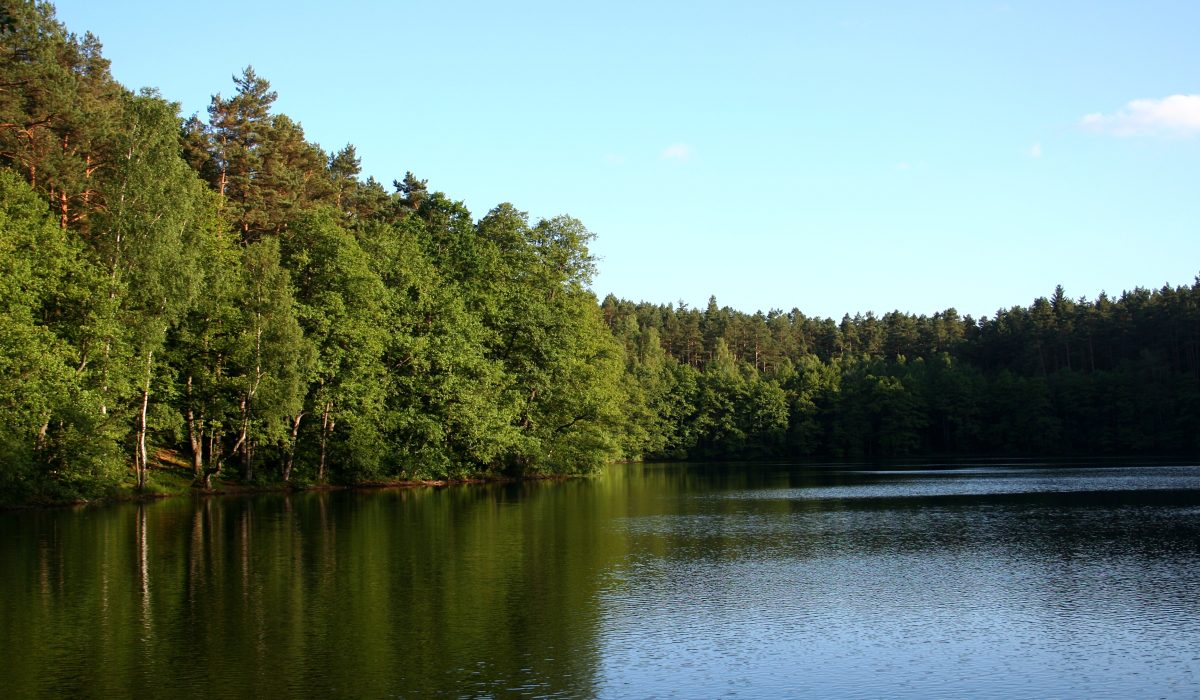 Spokojny, naturalny krajobraz jeziora (lub stawu) otoczonego gęstym lasem liściastym i iglastym. Drzewa rosną tuż przy brzegu, a ich zieleń i cień odbijają się w lustrzanej tafli wody. Niebo jest jasne, błękitne, z delikatnym światłem późnego popołudnia lub wczesnego poranka.
