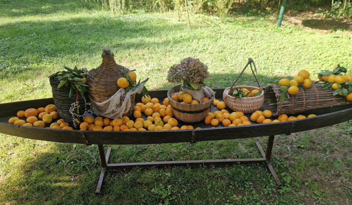 Kompozycja dekoracyjna lub stoisko z cytrusami, gdzie setki dojrzałych, pomarańczowych mandarynek lub pomarańczy są rozłożone na długiej, ciemnej łodzi (korycie) ustawionej na stojaku. Owoce są częściowo umieszczone w wiklinowych koszach i drewnianej beczce, a całość ozdobiona jest suszonymi kwiatami i siecią rybacką. Tło stanowi słoneczny trawnik i zielone drzewa, prawdopodobnie w ogrodzie.